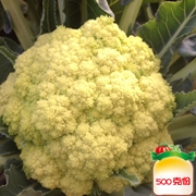 黄金花椰菜
