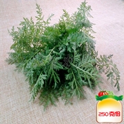 麦蒿