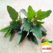 灰灰菜