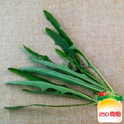苣苣菜