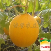 黄皮甜瓜