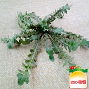 野生荠菜