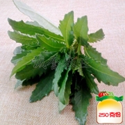 青青菜