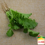 麻叶苔菜