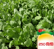 大叶茼蒿