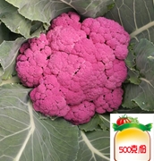 紫菜花