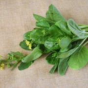 四九菜心（等外品）