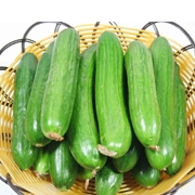 荷兰小黄瓜 （5斤特惠装）